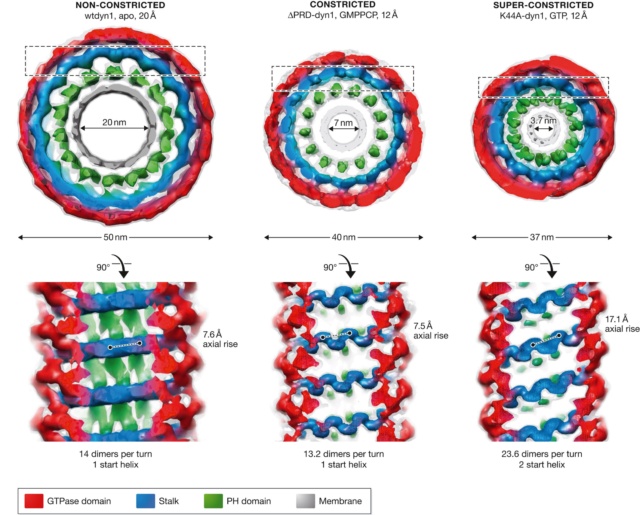 The boa constriction of the protein world: By evolution, or design? Embj2010