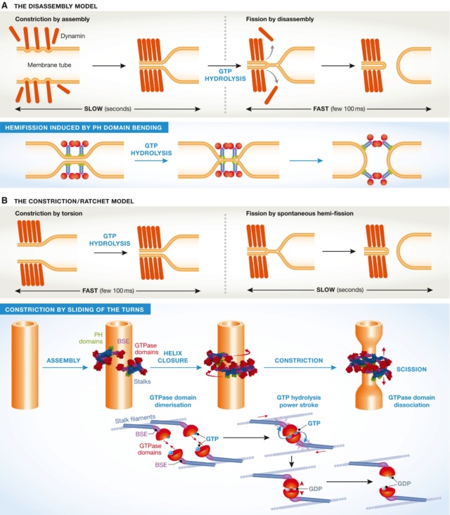 The boa constriction of the protein world: By evolution, or design? Embj2011