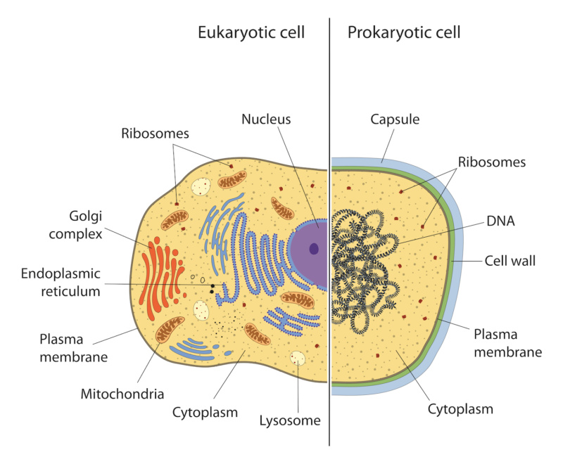 Eukaryotic cells vs Prokaryotic cells Eukary10