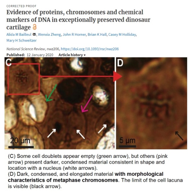 Carbon-14-dated dinosaur bones, non permineralized fossils, and soft tissue like proteins are evidence of young fossils Eviden10