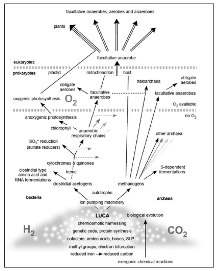 Evolution of bacteria Evolut10