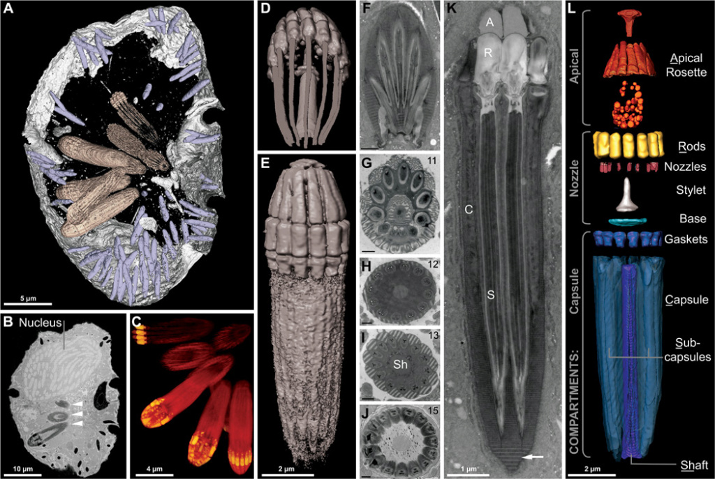 A dinoflagellate protist which has eyes like in vertebrates, and ballistic multi-barrel guns for taking out prey. By design, or evolution? F4_lar10