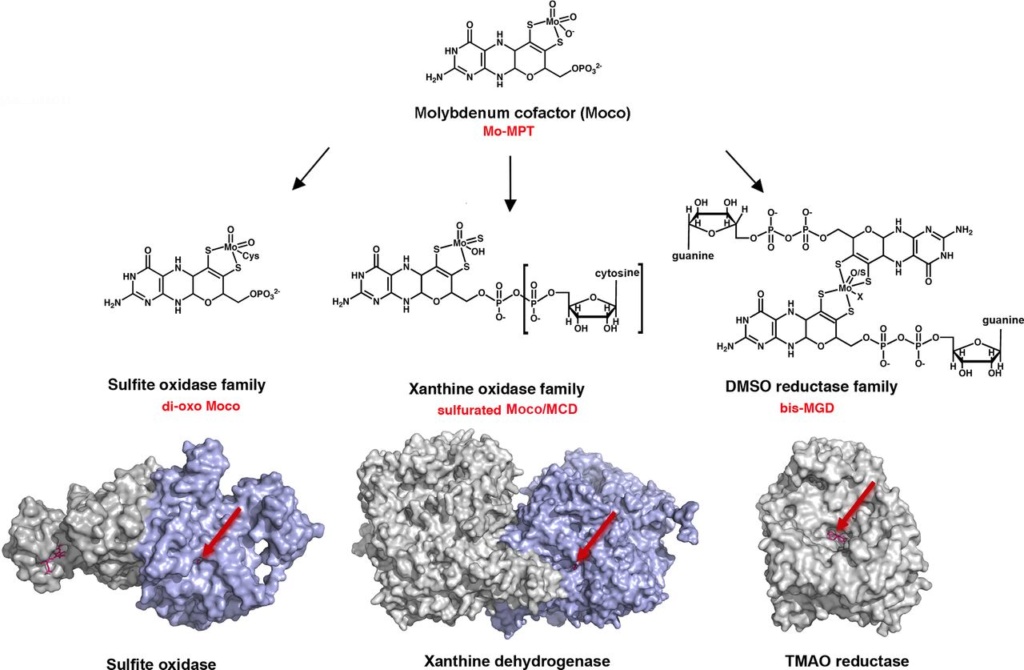 Proteins with molybdenum clusters, essential for life Fuv04311