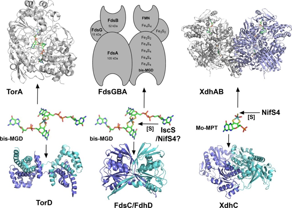 Proteins with molybdenum clusters, essential for life Fuv04312