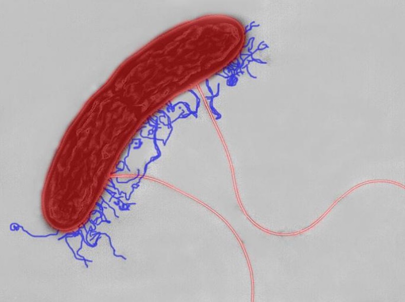 Electroactive bacteria build electric wires all over the Globe, break down organic waste, and purify water ultrafast: Mindblowing !! Geobac10