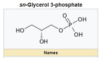 Fatty Acid and Phospholipid Biosynthesis in Prokaryotes Glycer10