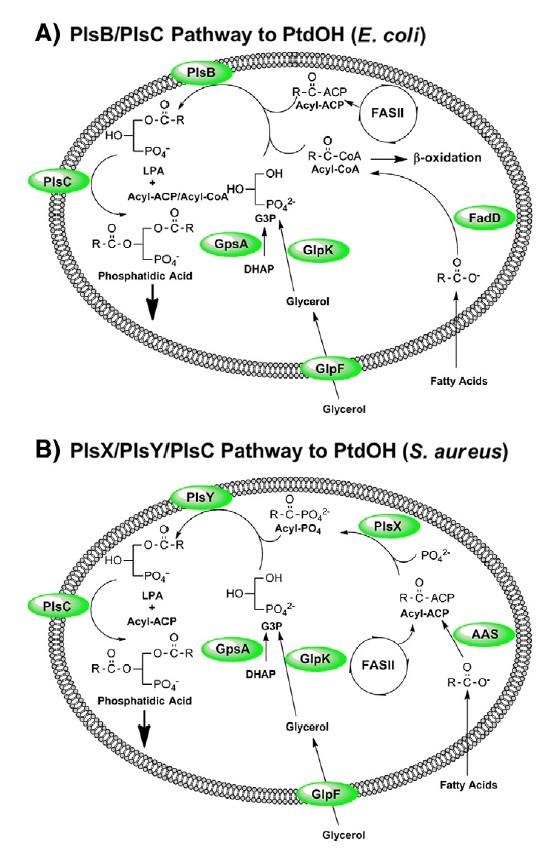 Fatty Acid and Phospholipid Biosynthesis in Prokaryotes Glycer11