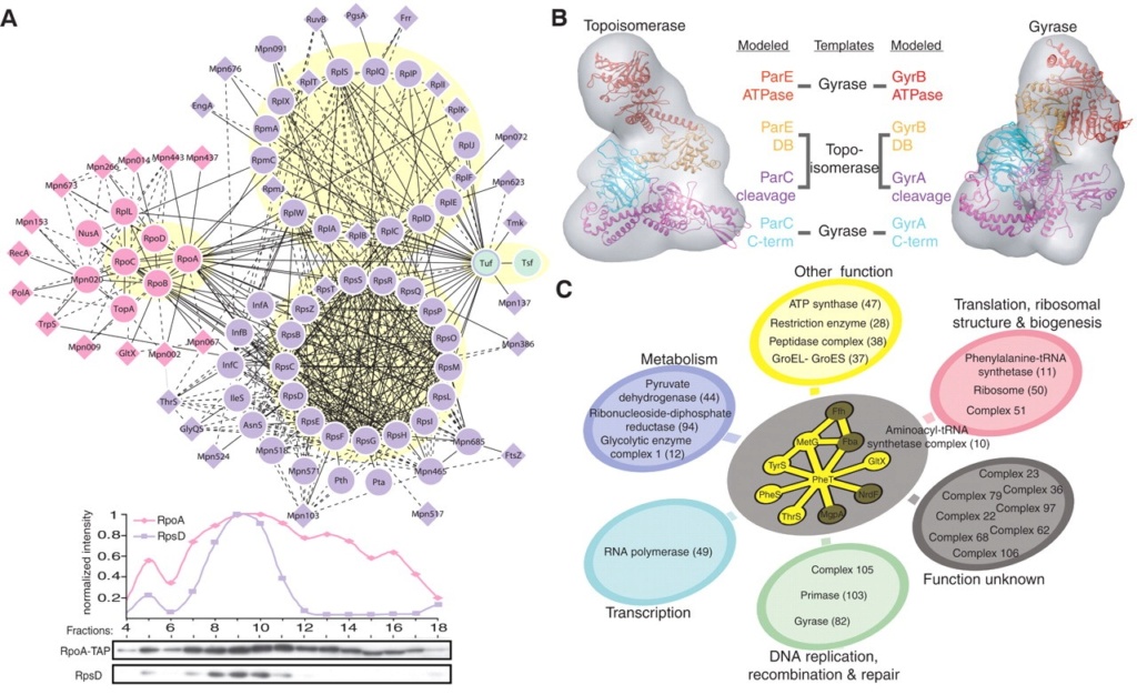 Abiogenesis: What Might Be a Cell’s minimal requirement of parts ?  Higher10