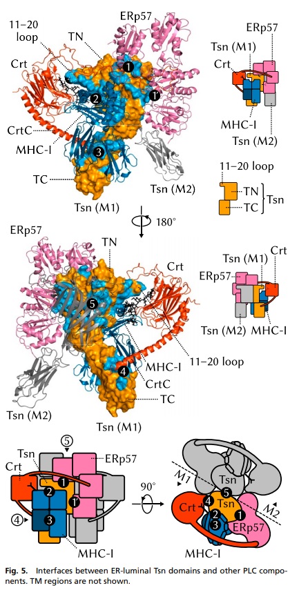 Molecular machines in biology Interf10