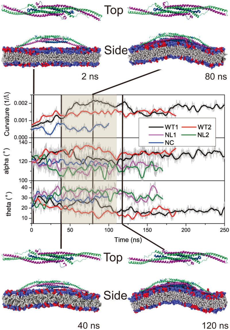 F-BAR domain proteins that sculpture membranes: By evolution, or design?  Journa10