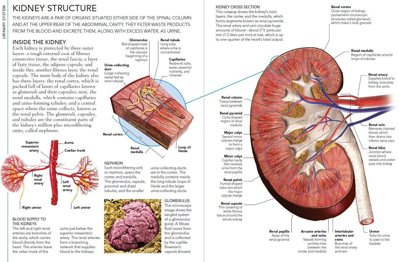Human kidneys, how do they work? Kidney11