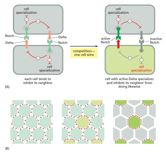 How do biological multicellular complexity and a spatially organized body plans emerge ?  Latera10