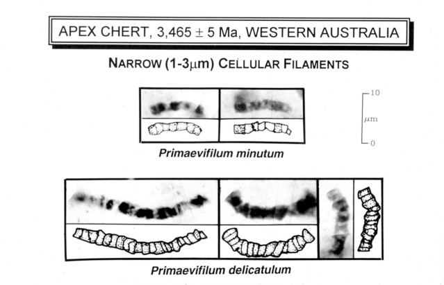 Evolution of bacteria Lifema12