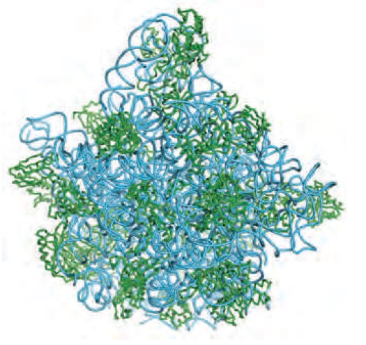 Translation through ribosomes,  amazing nano machines Locati10