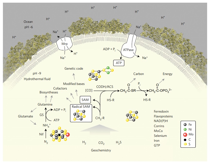 Abiogenesis: LUCA—The Last Universal Common Ancestor Luca_r10