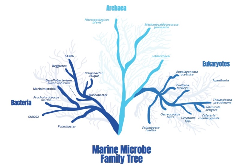 Evolution of bacteria Marine10