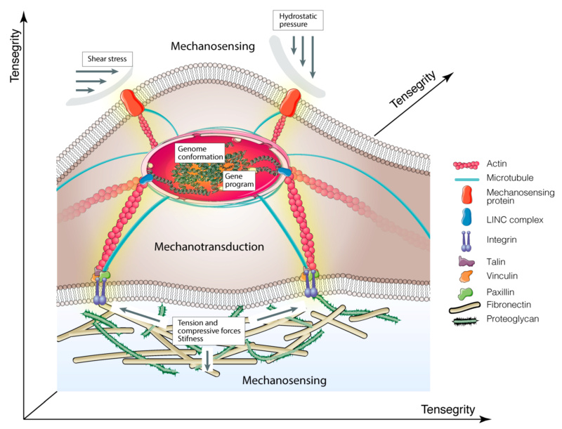 Mechanobiology - how it points to design Mechan10