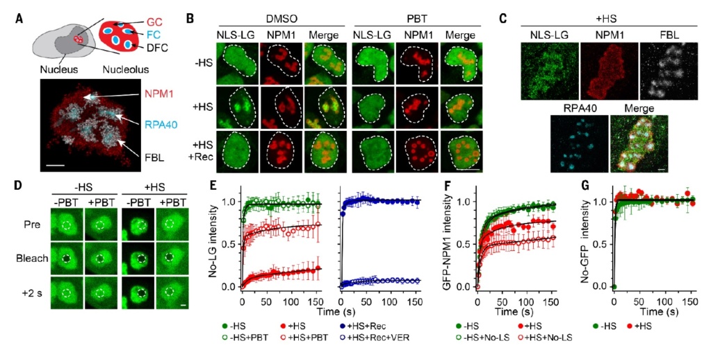 The Nucleolus a Ribosome producing factory Misfol10