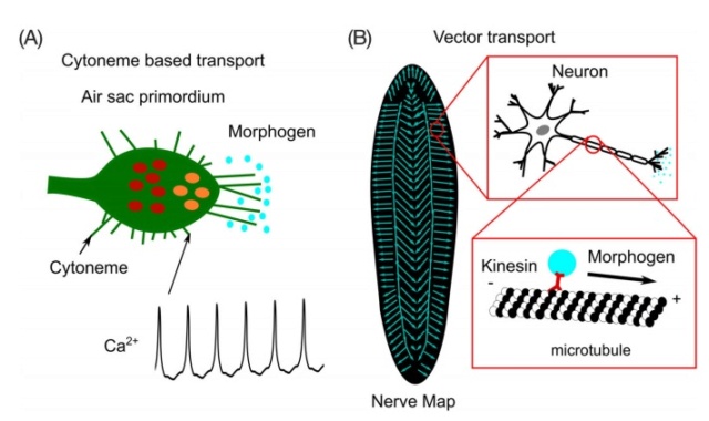 Morphogen Gradients and Pattern Formation Morpho10