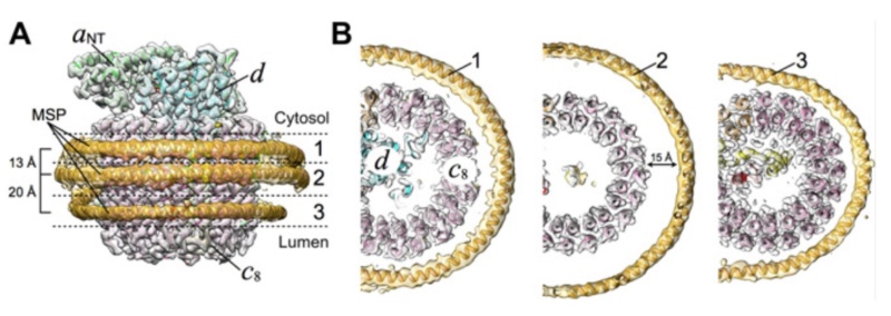 Molecular Ferris wheel delivers protons to cellular factories Msps_s10