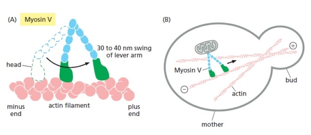 How do biological multicellular complexity and a spatially organized body plans emerge ?  Myosin12