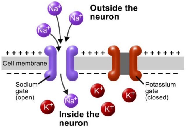Neurons, remarkable evidence of design Neuron10