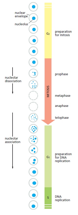 The Nucleolus a Ribosome producing factory Nucleo11
