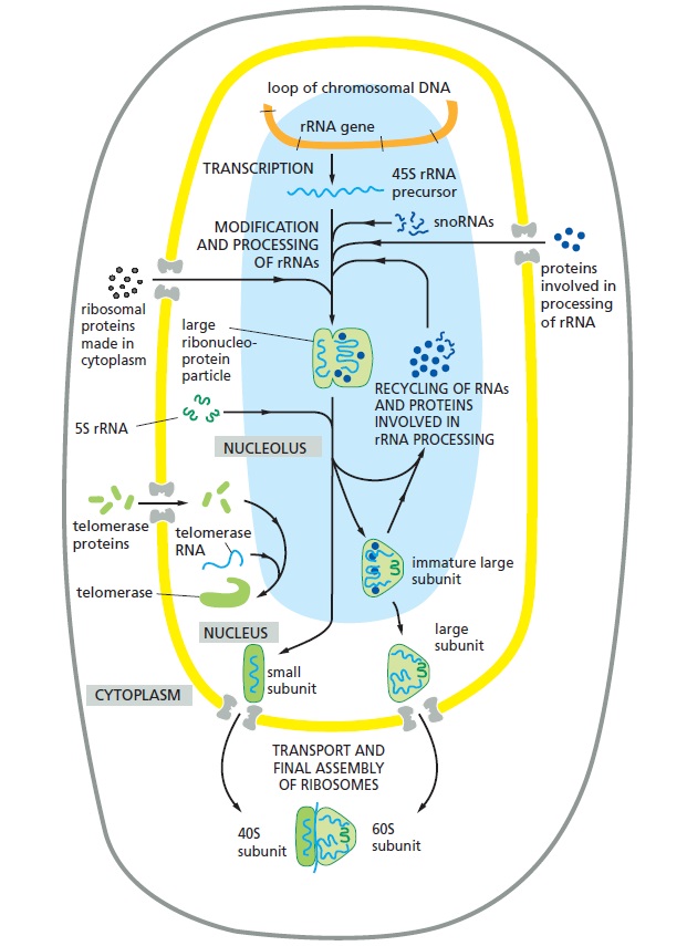 The Nucleolus a Ribosome producing factory Nucleo12