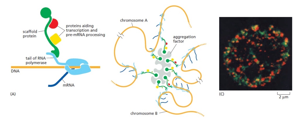 The Nucleolus a Ribosome producing factory Nucleo15