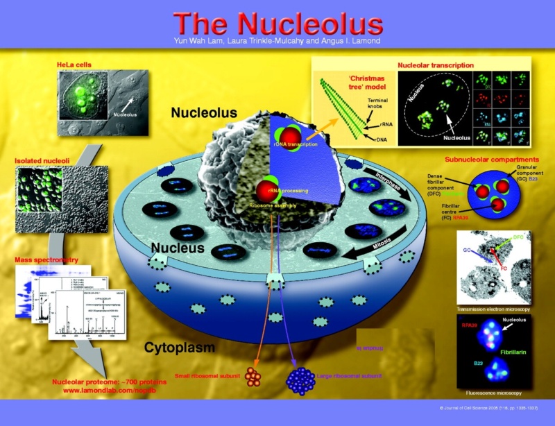 O Nucleólo - um controle de qualidade e depósito de armazenamento para recuperação de proteínas - por evolução ou design? Nucleo16