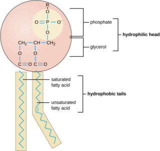 Lipid Membranes on a prebiotic earth  Phosph11