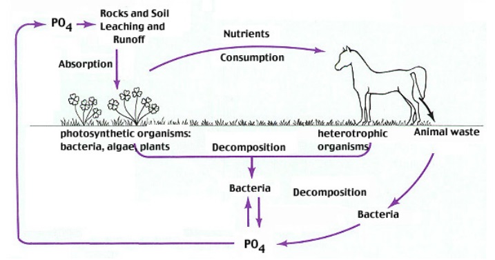 Phosphorus No Help for Chemical Evolution Phosph12