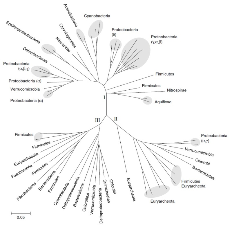 Microorganisms contributing to the Nitrogen Cycle Phylog11