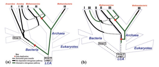 Microorganisms contributing to the Nitrogen Cycle Propos10