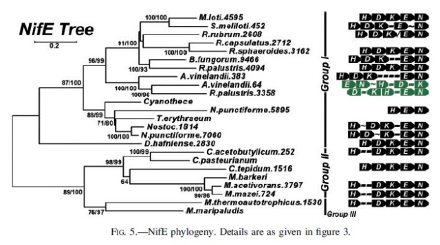 Microorganisms contributing to the Nitrogen Cycle Propos12