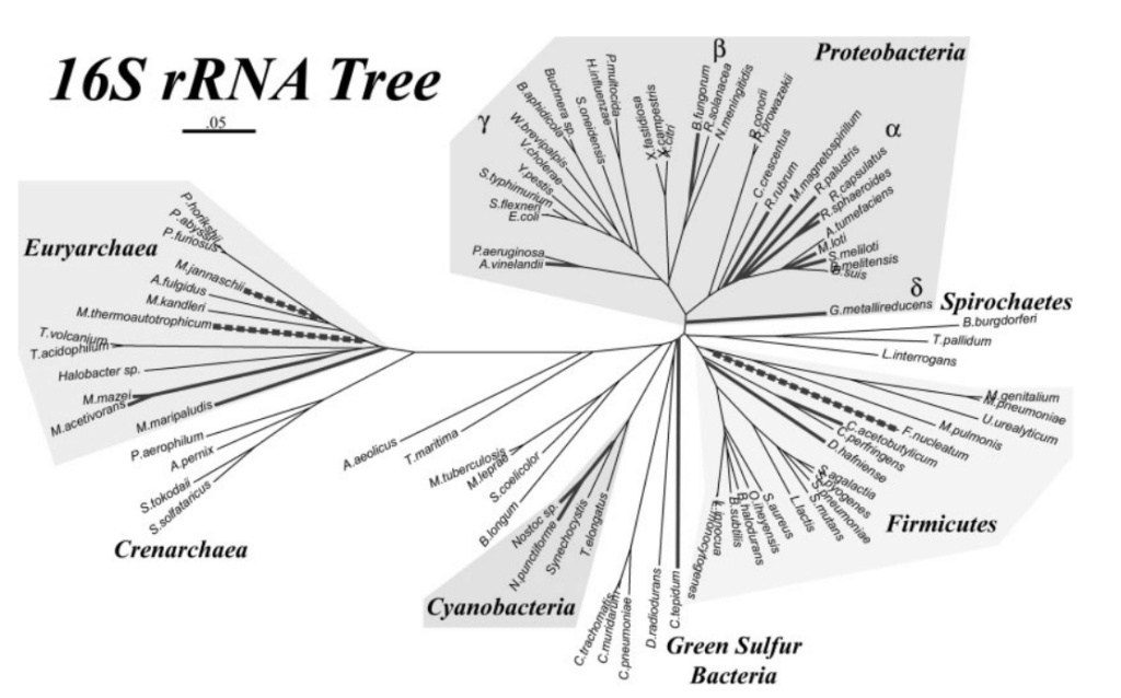 Microorganisms contributing to the Nitrogen Cycle Propos14