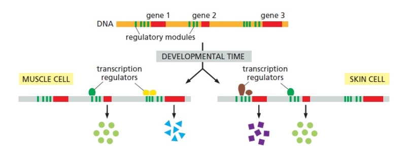 Gene Regulatory Networks Controlling Body Plan Development Regula10