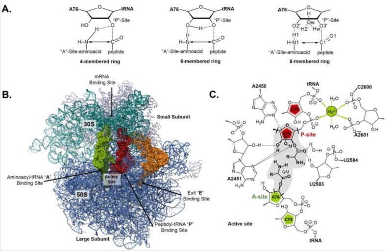 Translation through ribosomes,  amazing nano machines Riboso32