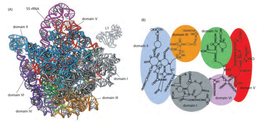 Translation through ribosomes,  amazing nano machines Ribozy10
