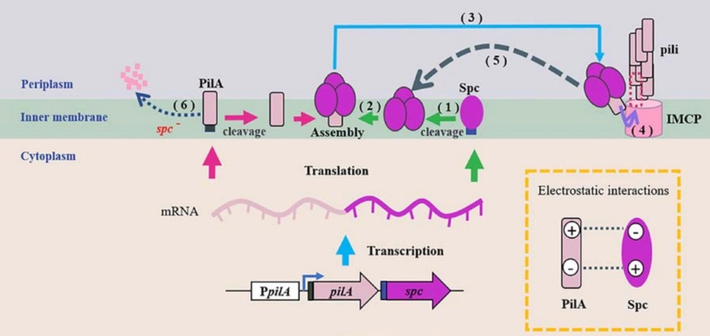 Electroactive bacteria build electric wires all over the Globe, break down organic waste, and purify water ultrafast: Mindblowing !! Sem_tz35