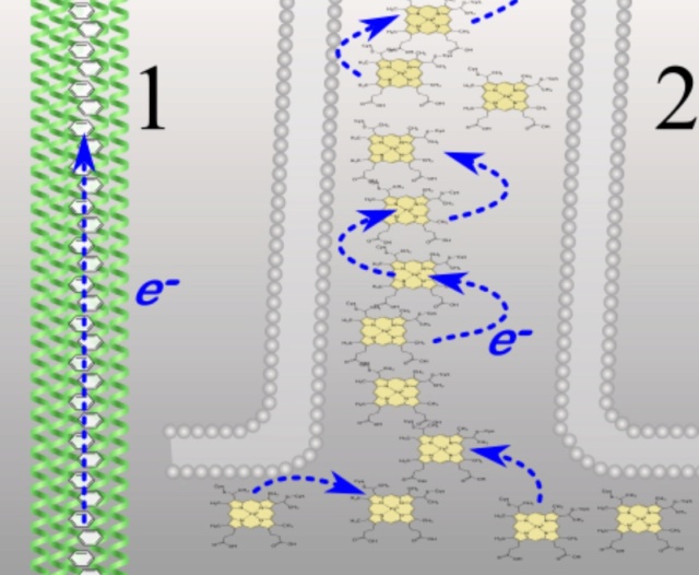 Electroactive bacteria build electric wires all over the Globe, break down organic waste, and purify water ultrafast: Mindblowing !! Sem_tz38