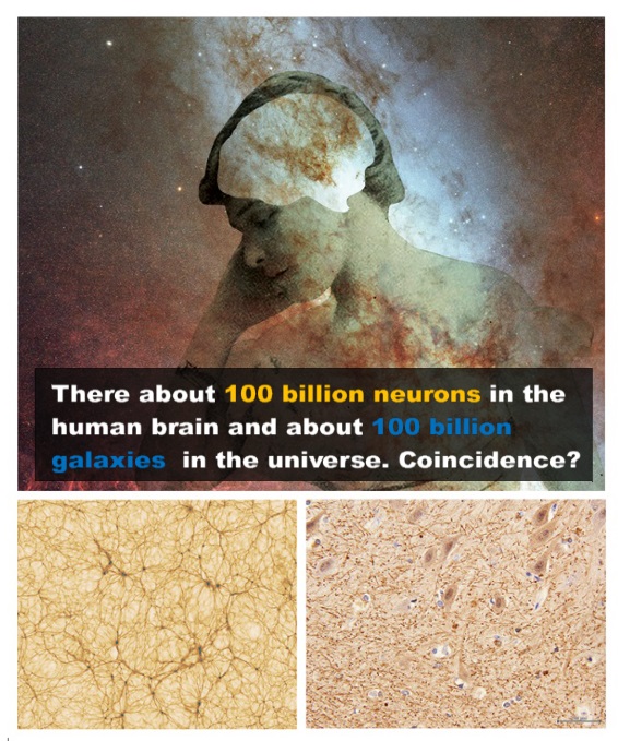 The Strange Similarity of Neuron and Galaxy Networks Sem_tz58