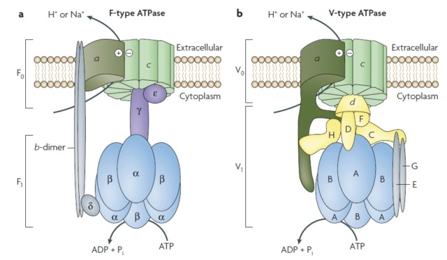 Molecular Ferris wheel delivers protons to cellular factories Struct10