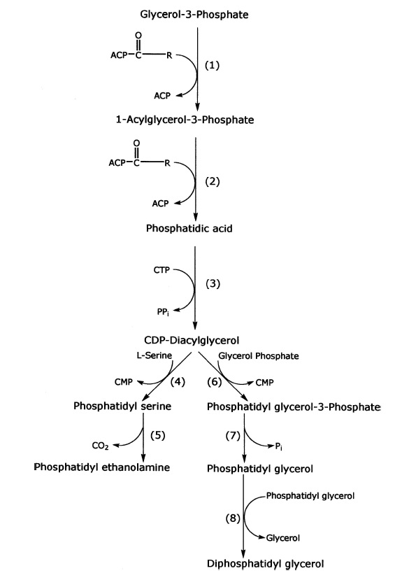 Fatty Acid and Phospholipid Biosynthesis in Prokaryotes Synthe10