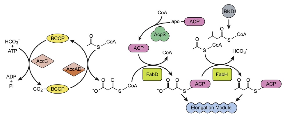 Fatty Acid and Phospholipid Biosynthesis in Prokaryotes The_in10