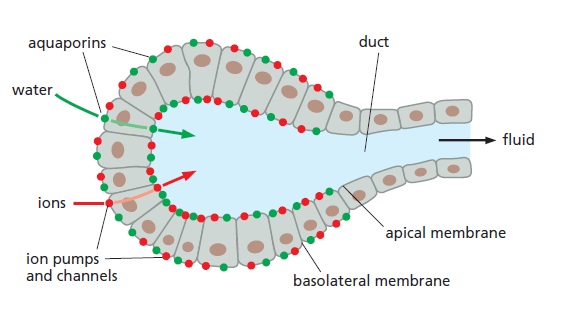 Aquaporins , amazing evidence of design The_ro10