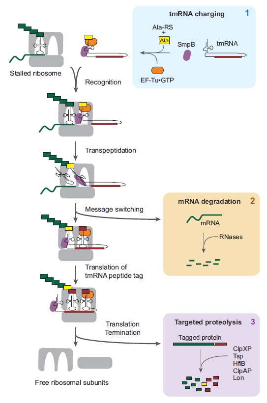 Error check and repair during messenger RNA translation in the ribosome: by chance, or design ?  Trans-10