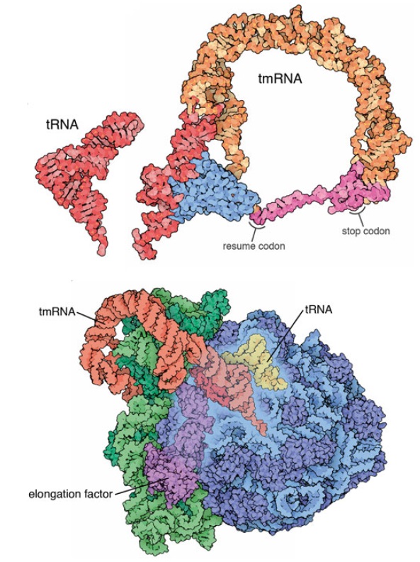 Translation through ribosomes,  amazing nano machines Transf10