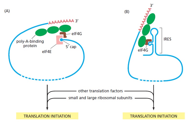 Translation through ribosomes,  amazing nano machines Two_me10