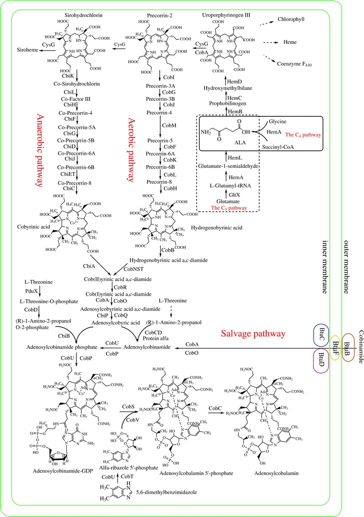 Anaerobic Vitamin B12 ( cobalamin ) synthesis Vitami12